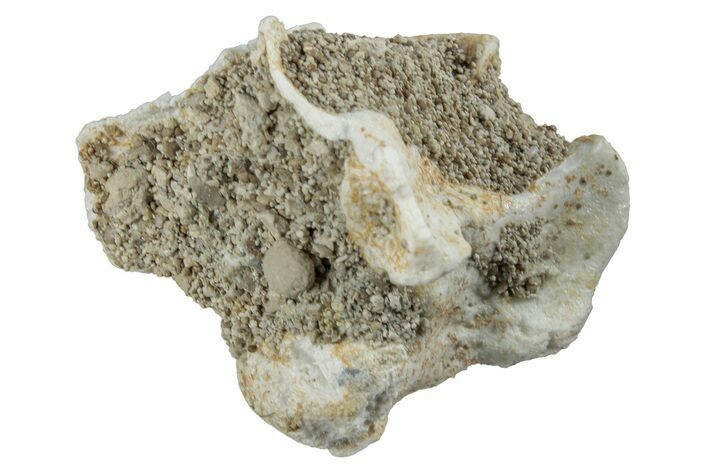 Fossil Sea Snake (Palaeophis) Vertebra - Morocco #261613